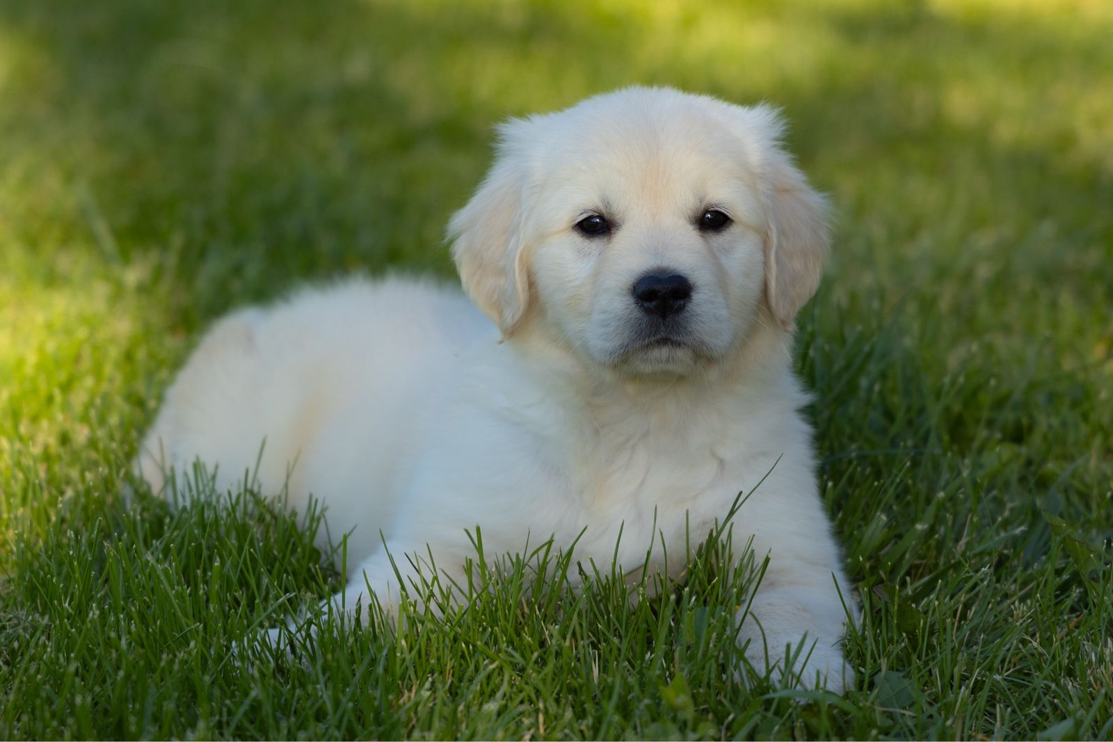 AKC Golden Retriever Male Puppy/Ready Now