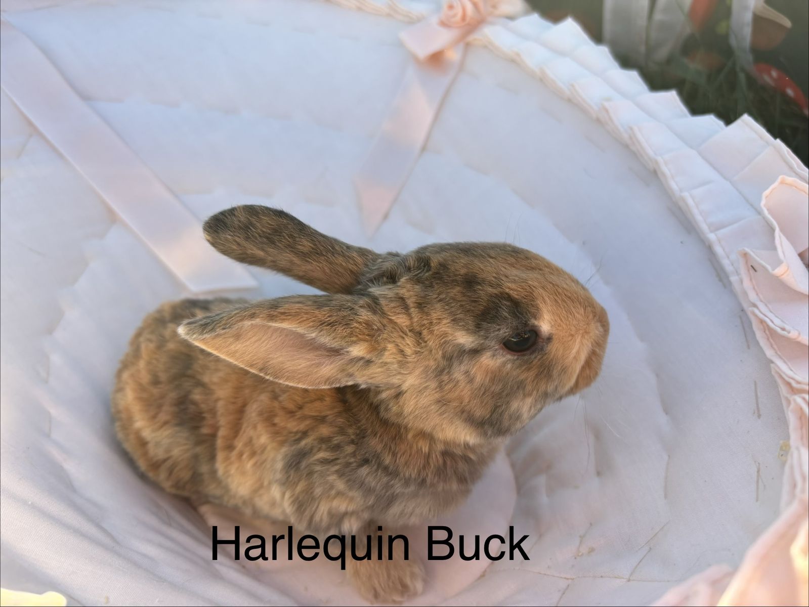 Main image 4