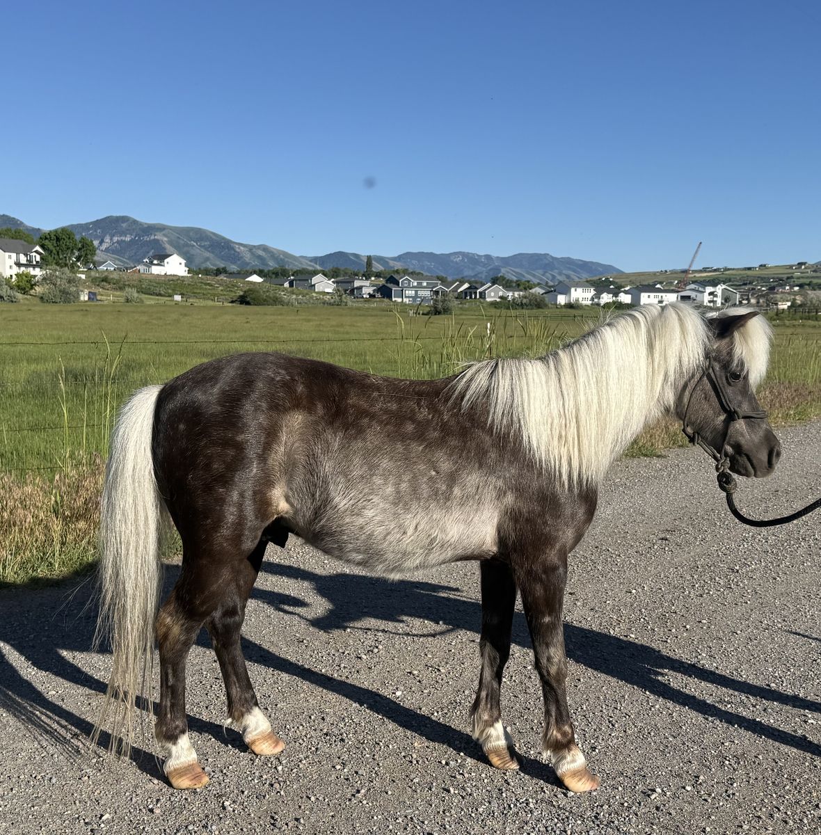 Great kids pony
