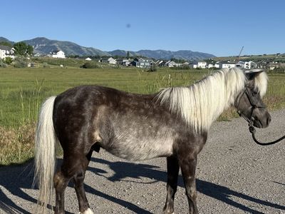 Great kids pony
