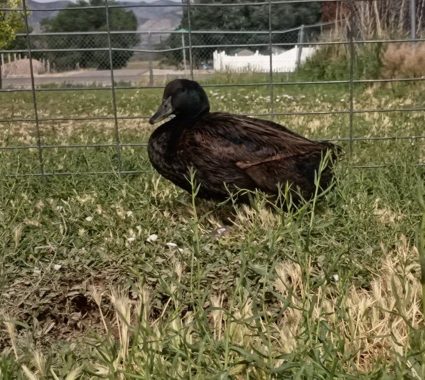 Cayuga Drake