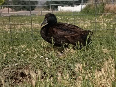Cayuga Drake