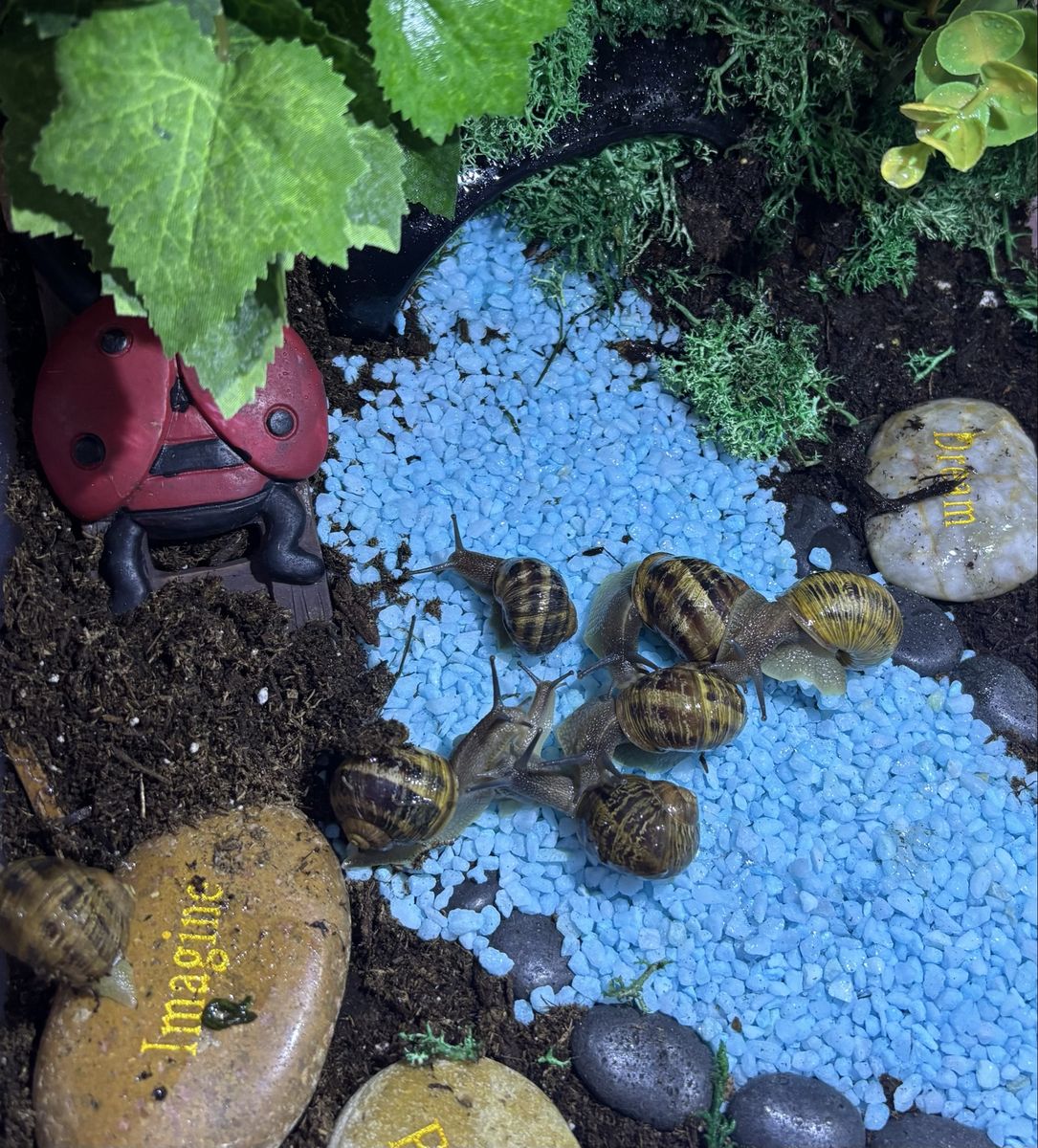 Pet land snails