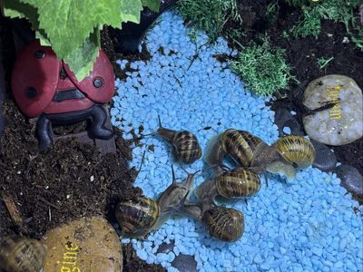 Pet land snails