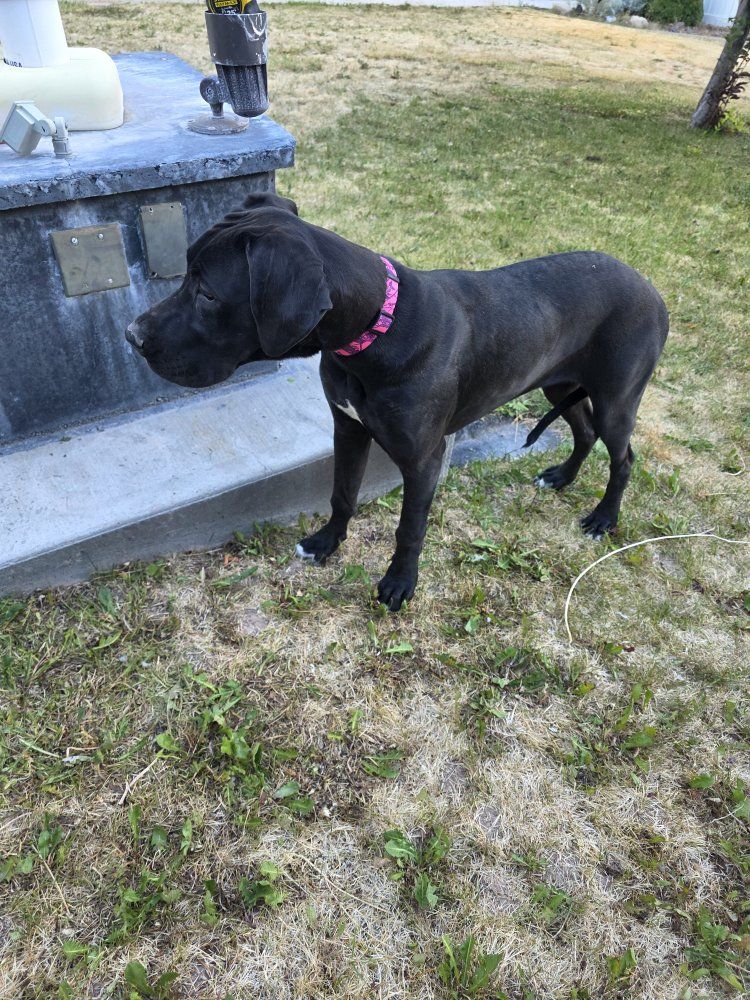 Meet Ellie! Great dane 6 months