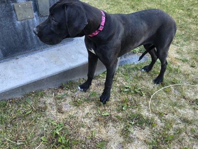 Meet Ellie! Great dane 6 months