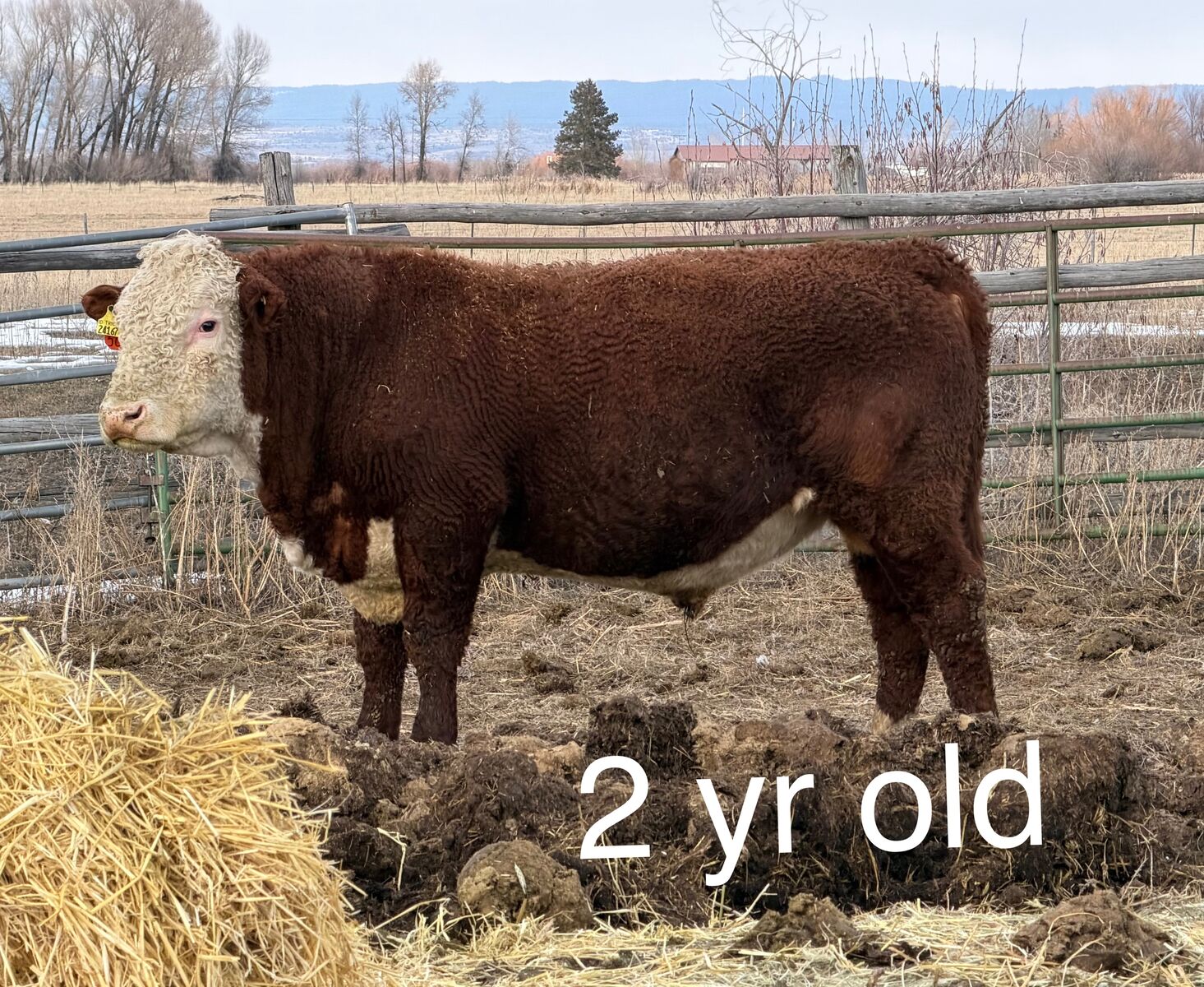Registered Hereford Bulls