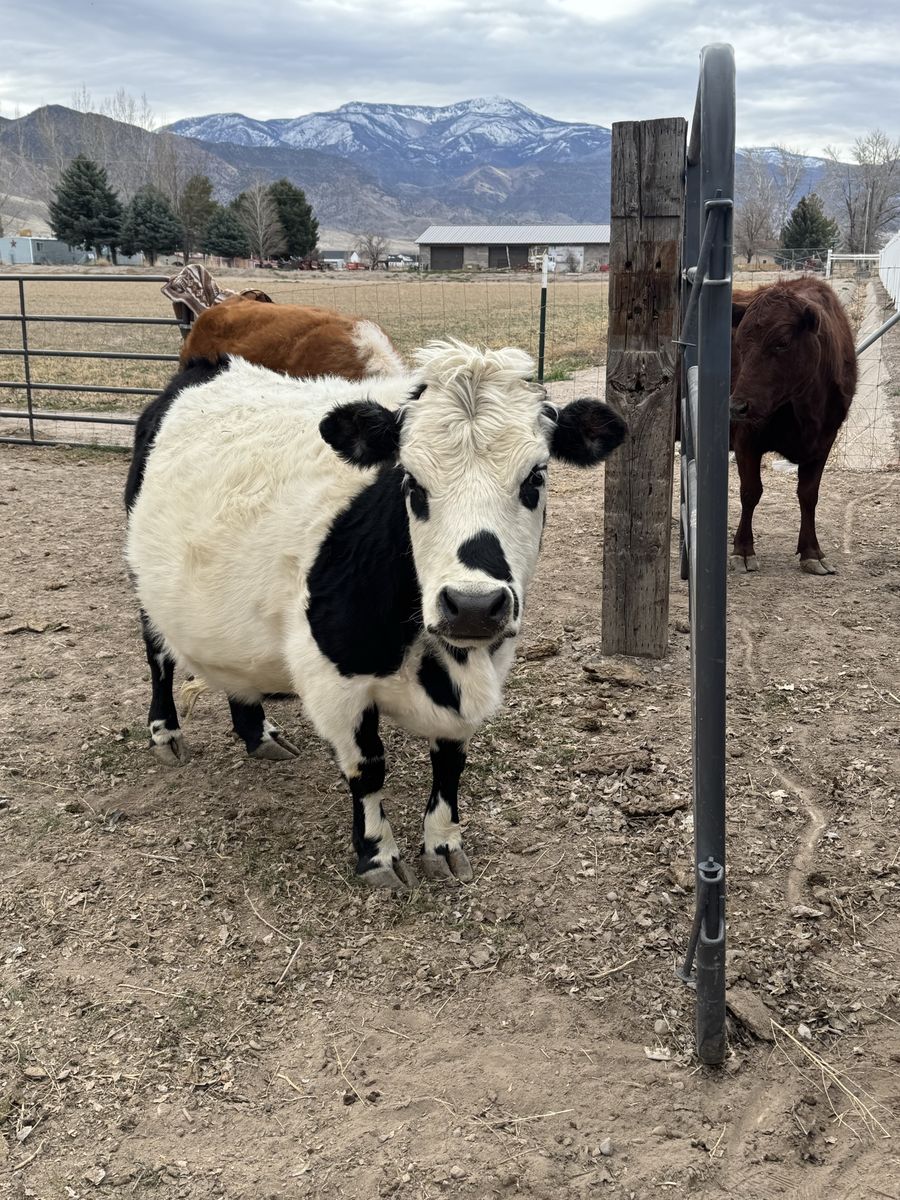 Mini Belted Galloway Dexter Cross , 38" 3 Year Old