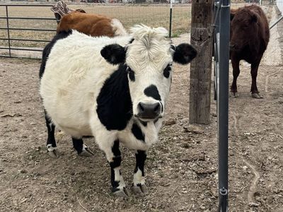 Mini Belted Galloway Dexter Cross , 38" 3 Year Old