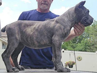 Cane corso female (Grey Brindle )