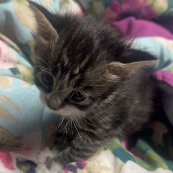 Female kitten needs a home soon