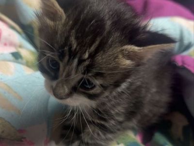 Female kitten needs a home soon