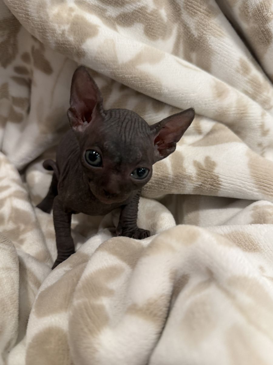 Sphynx kitten