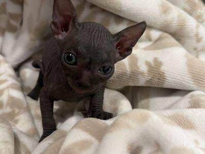 Sphynx kitten