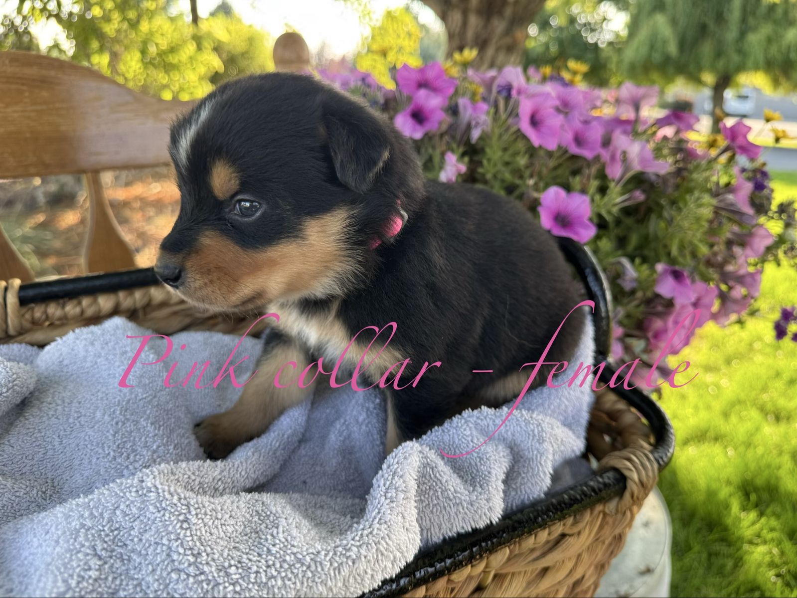 Texas Heeler Puppies