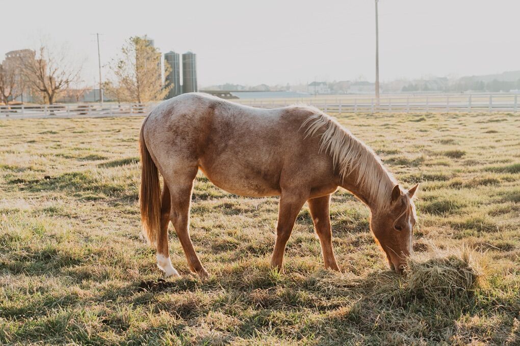 Two Year-Old Roan Mare