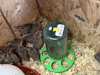 Bobwhite Quail Chicks for Sale - Over 3 Weeks Old