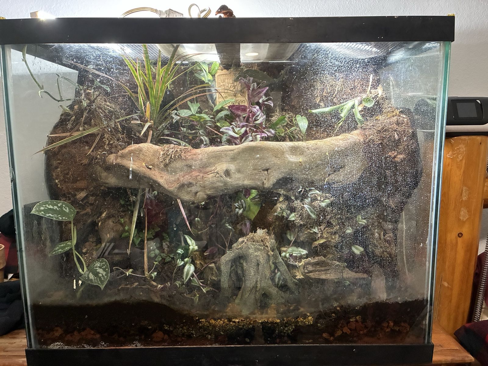 Glass Terrarium with Custom Background, Live Plants, and Decor - Bioactive Ready