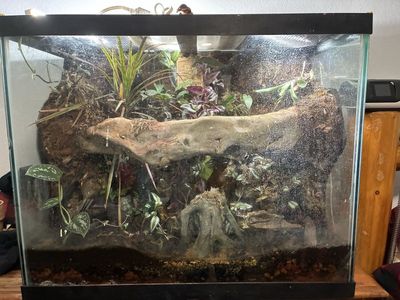 Glass Terrarium with Custom Background, Live Plants, and Decor - Bioactive Ready