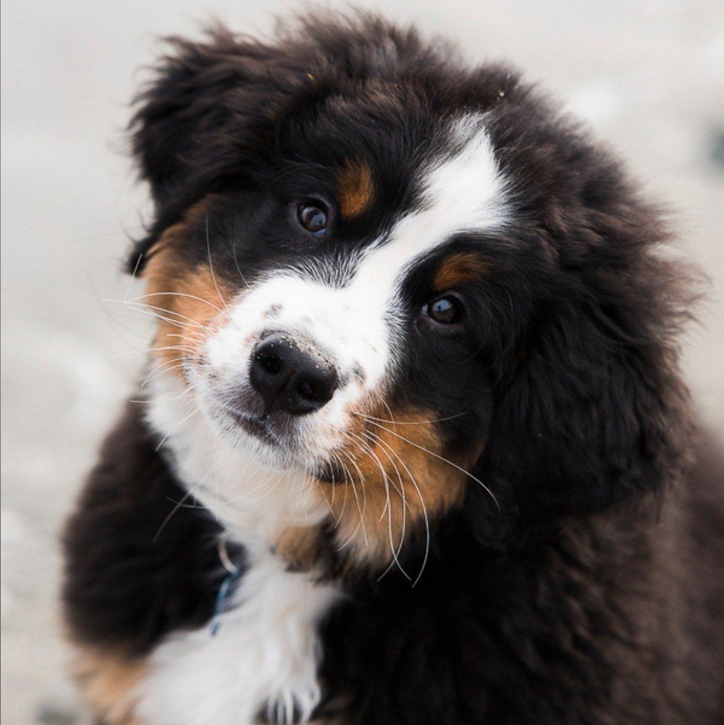 Bernese mountain Puppy, Champion dog, Puppies