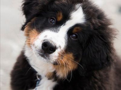 Bernese mountain Puppy, Champion dog, Puppies
