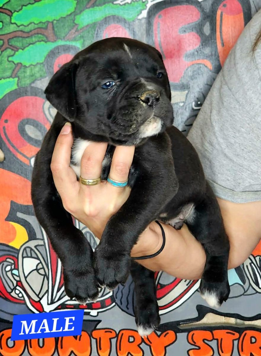 IOEBA Registered Olde English Bulldogge Puppies