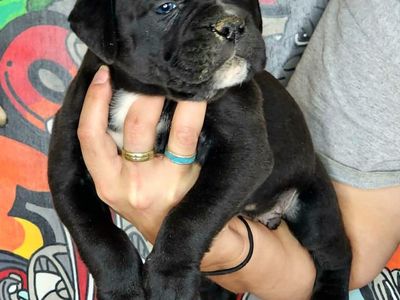 IOEBA Registered Olde English Bulldogge Puppies