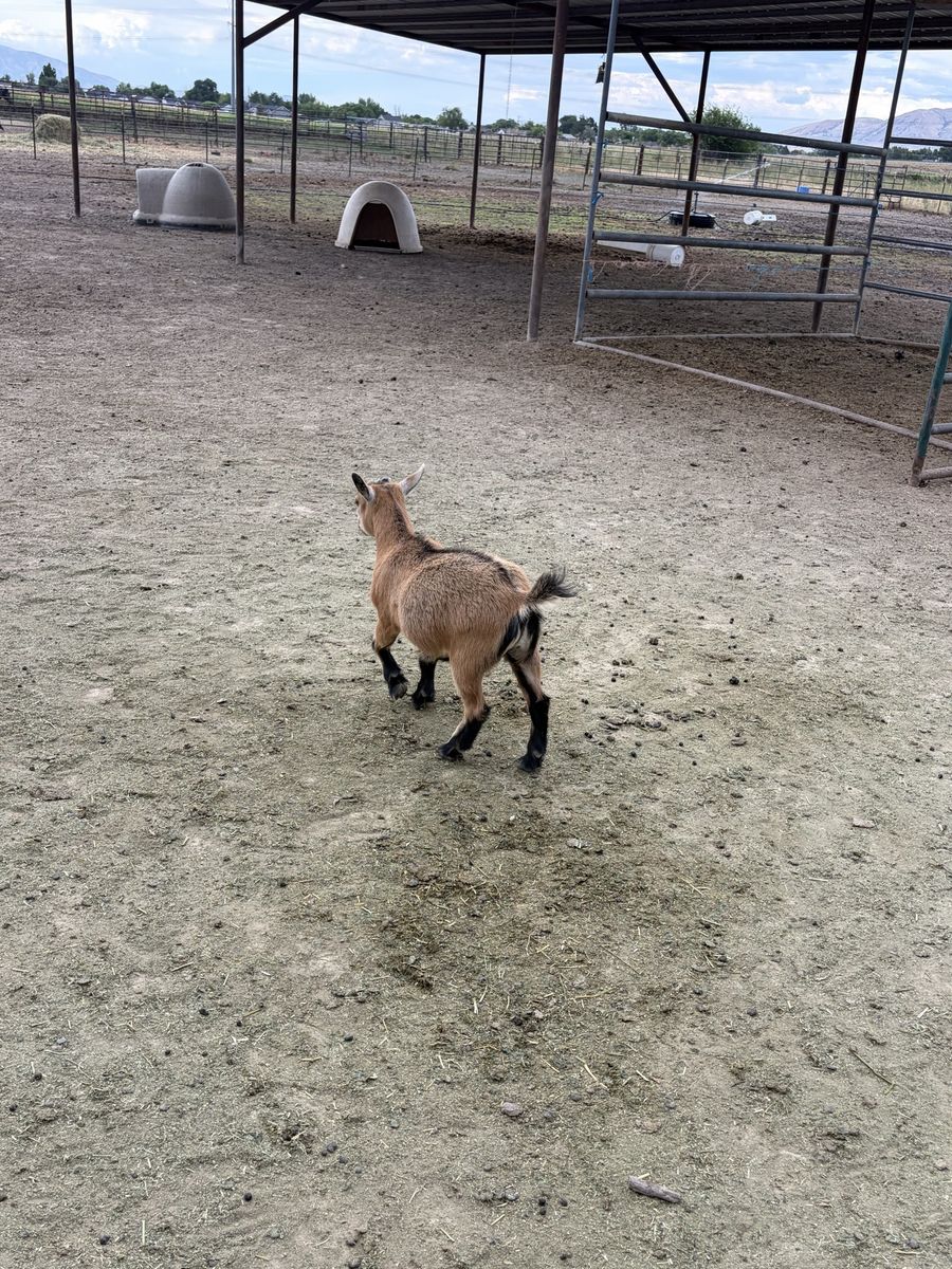Pygmy Doeling for sale