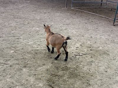 Pygmy Doeling for sale