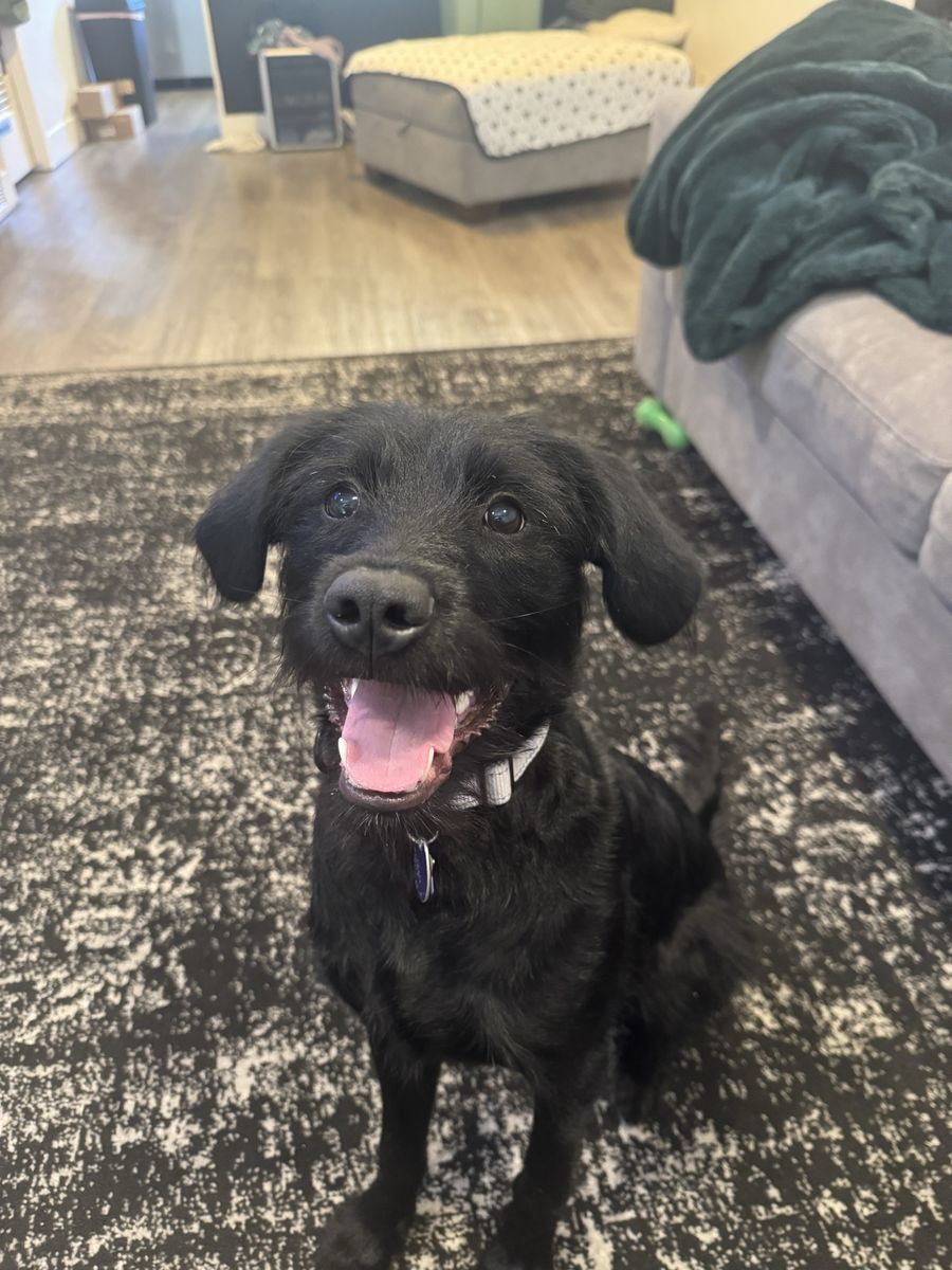 Young Lab/Bearded Collie Mix