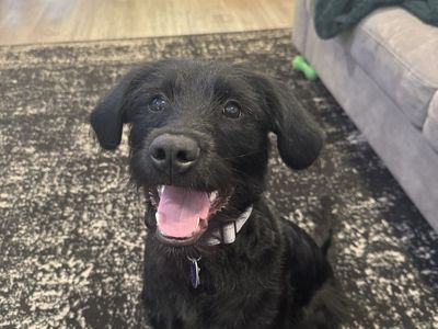 Young Lab/Bearded Collie Mix