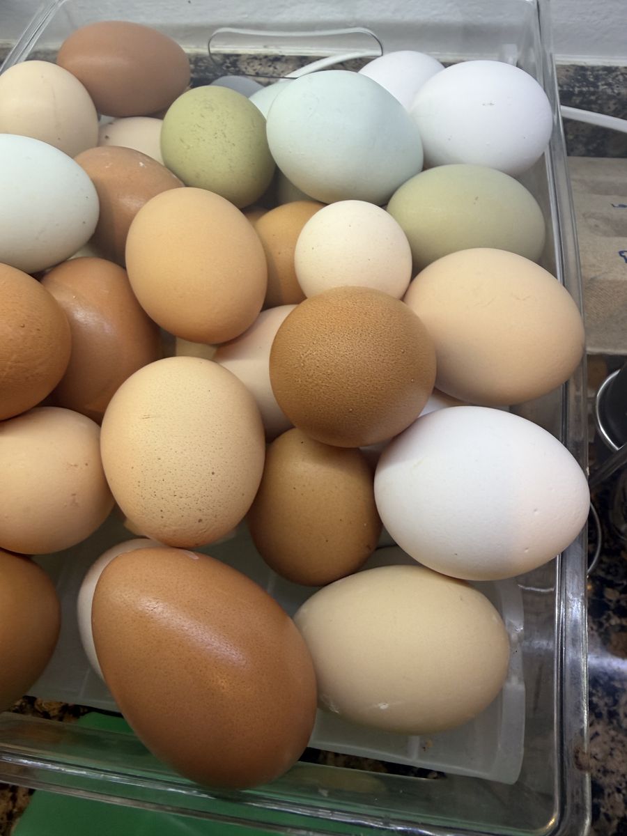 Backyard Eggs