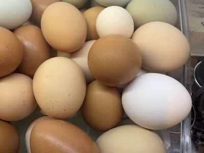 Backyard Eggs