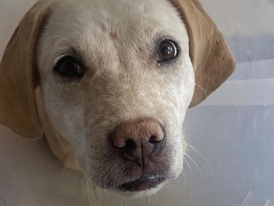 Hello my name is Julian