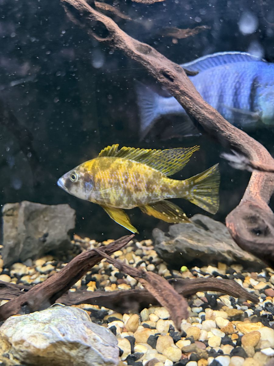 Ob Compressiceps