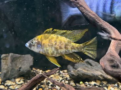 Ob Compressiceps