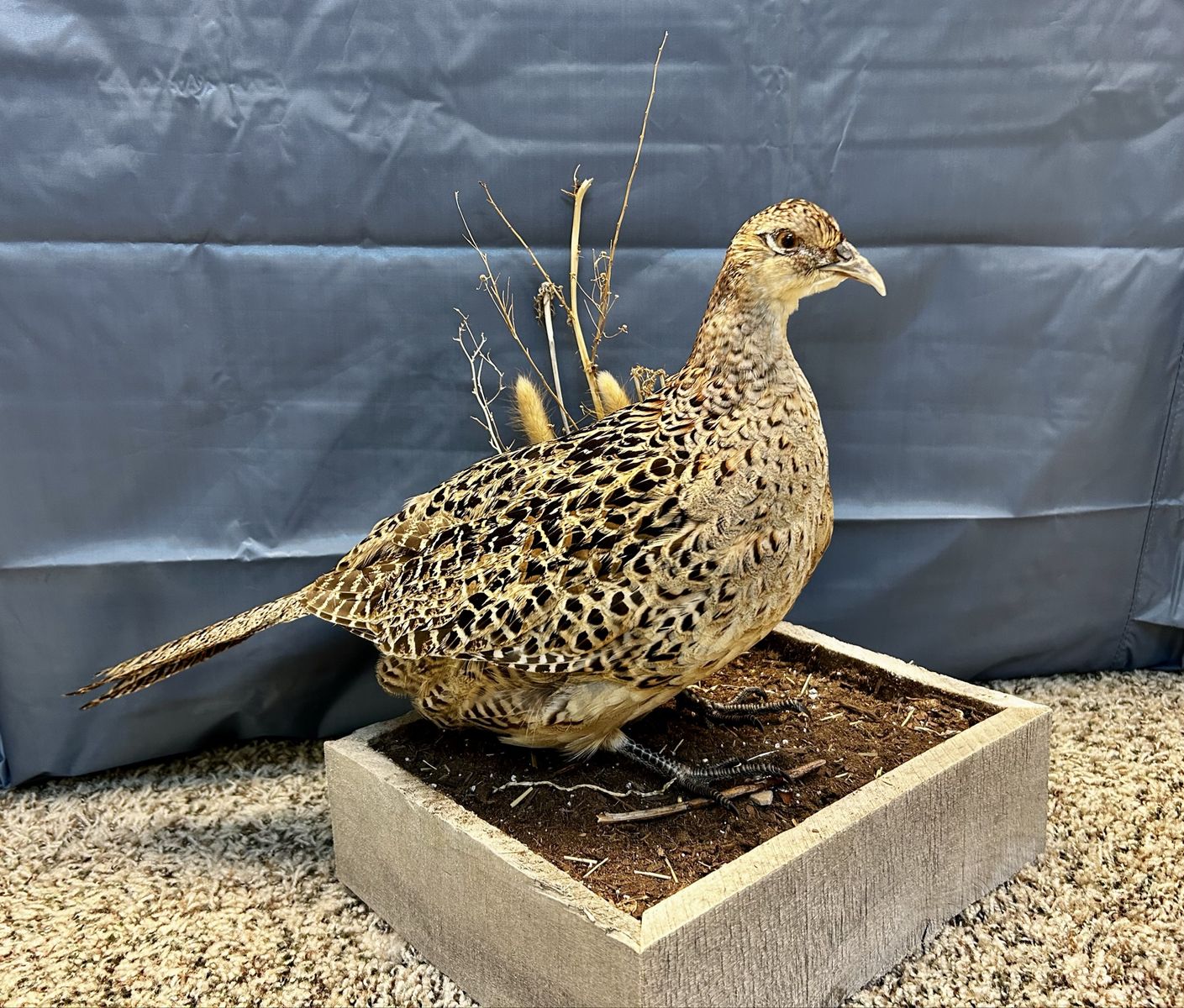 Main image 2