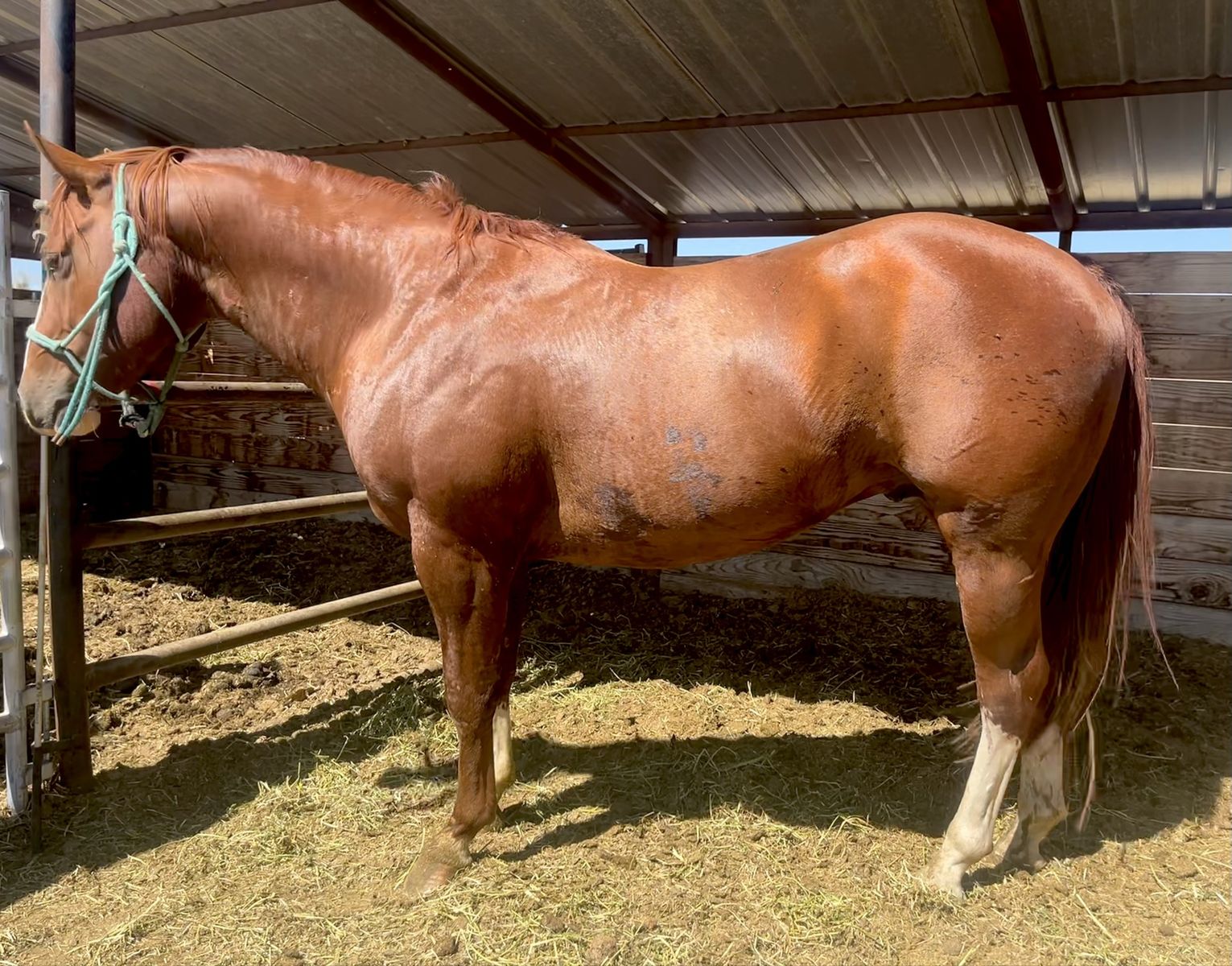 4 year old gelding