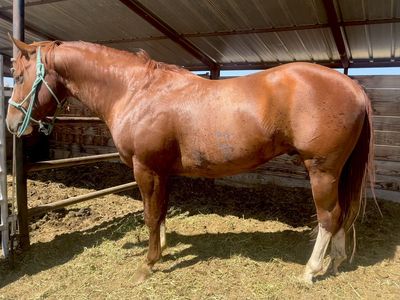 4 year old gelding