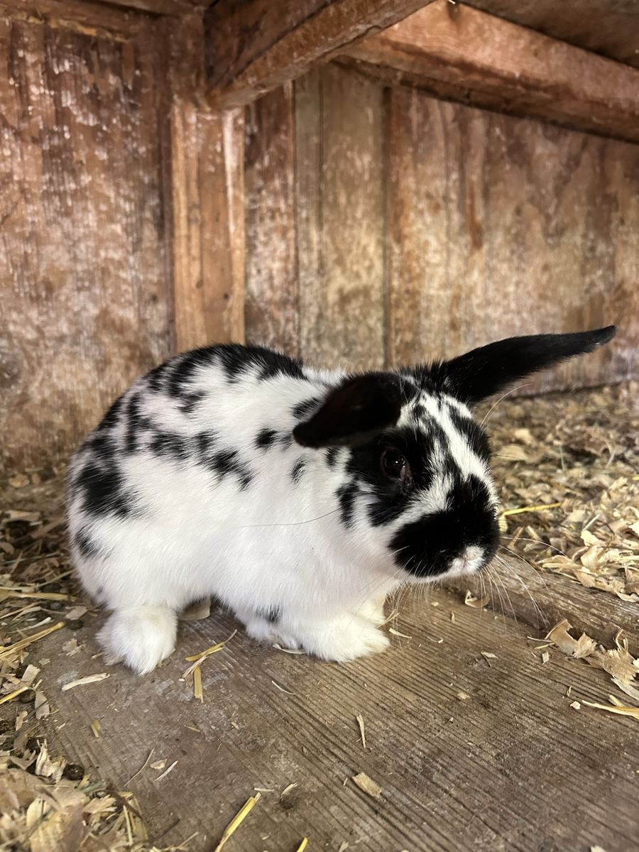 Make holland lop mix
