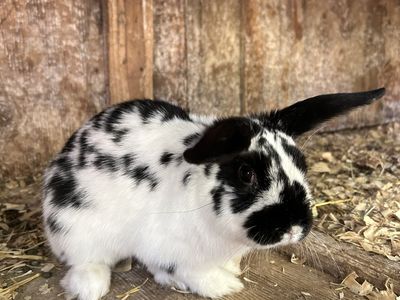 Make holland lop mix