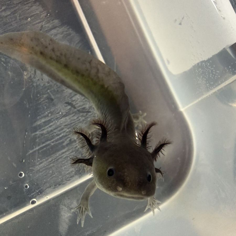 Melanoid GFP Axolotl "Green Lantern" - 6 Months Old - Glows under UV/Blue Light