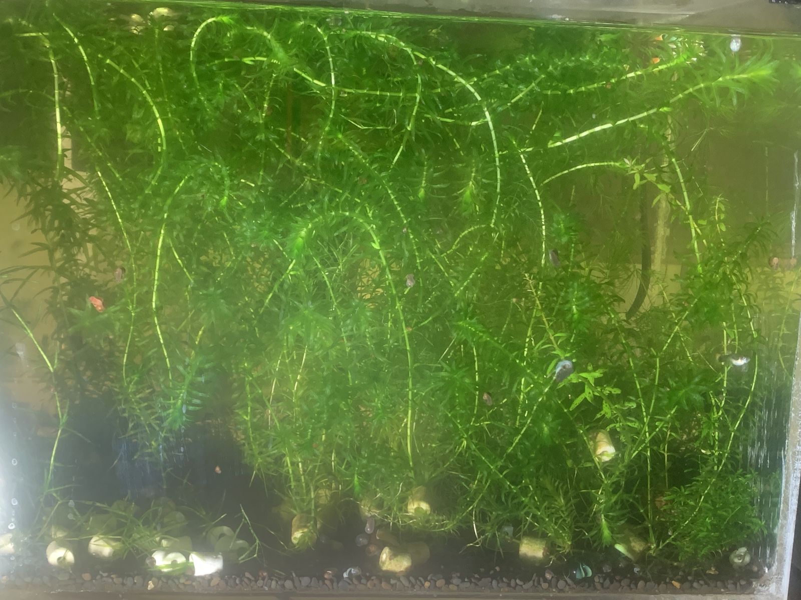 Aquarium plants.