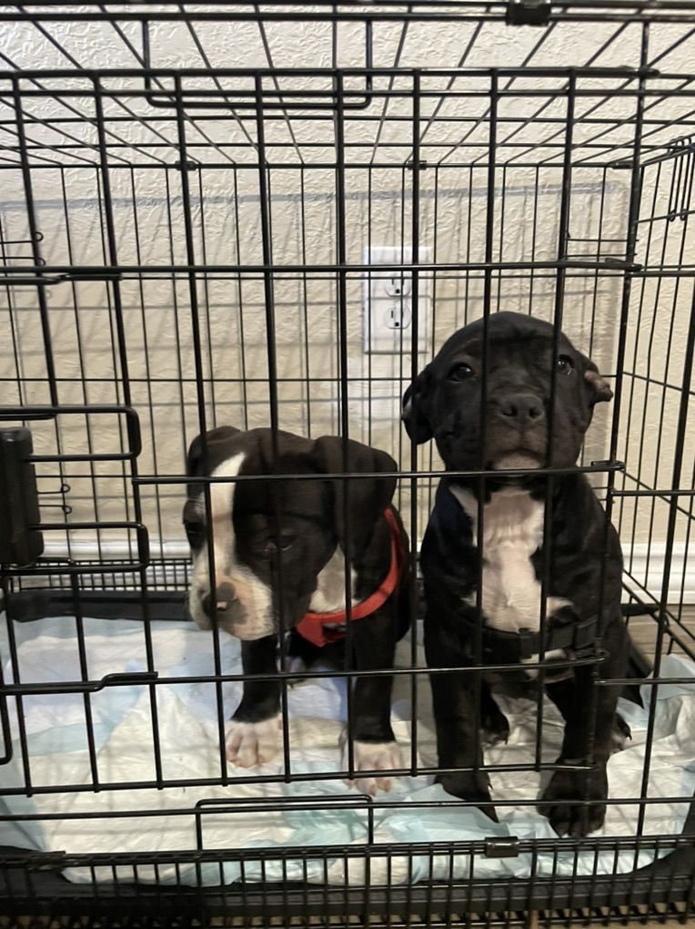 American Bullys 600$ 2 Girls Left
