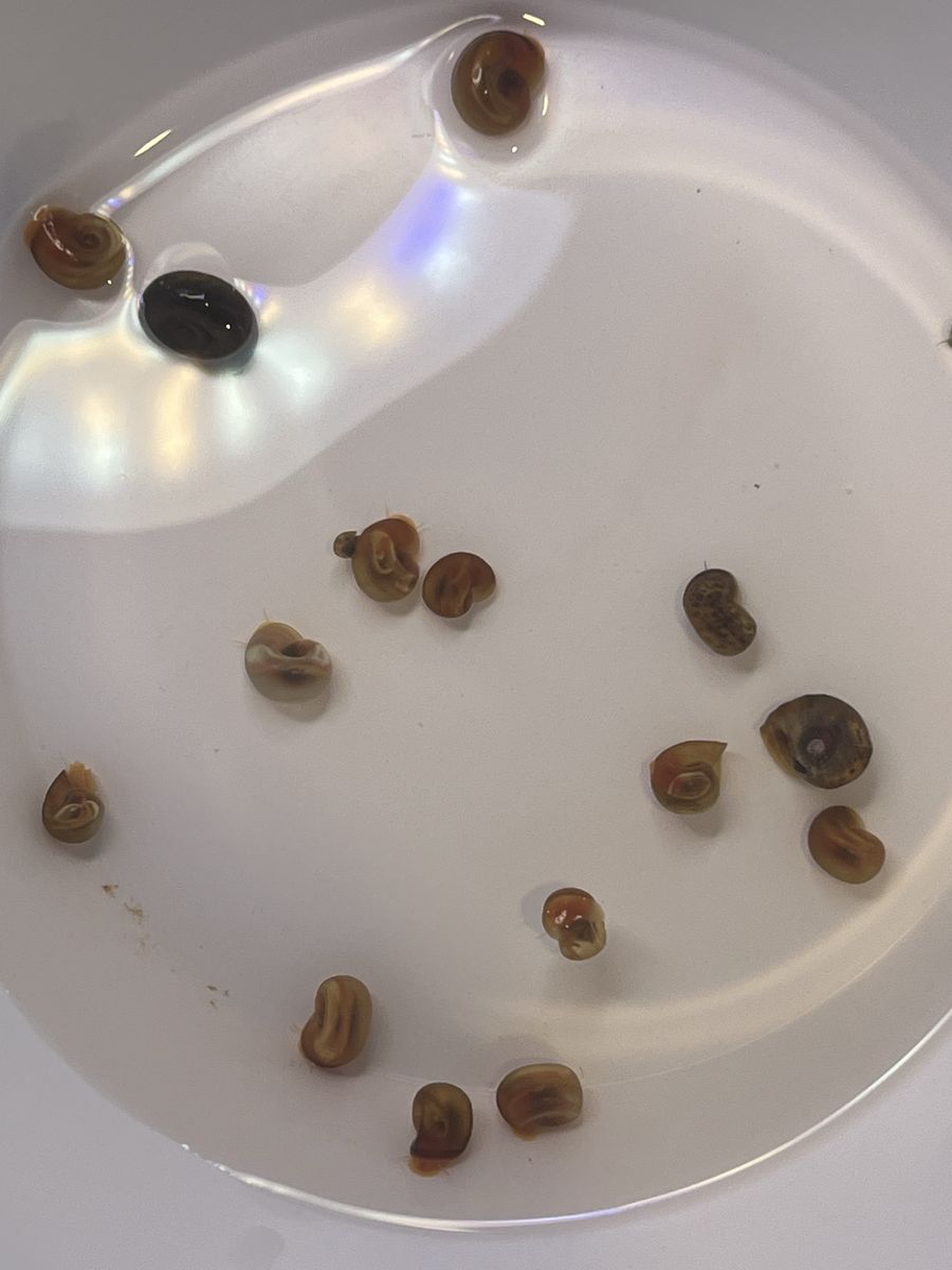 Ramshorn and Malaysian trumpet snails