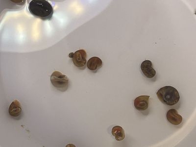 Ramshorn and Malaysian trumpet snails