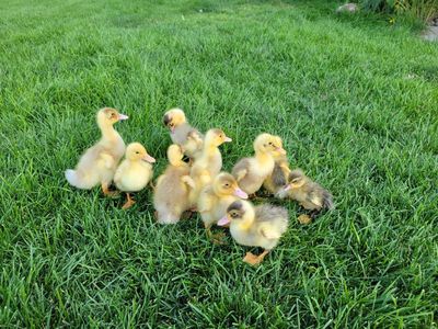 2-8 day old ducklings