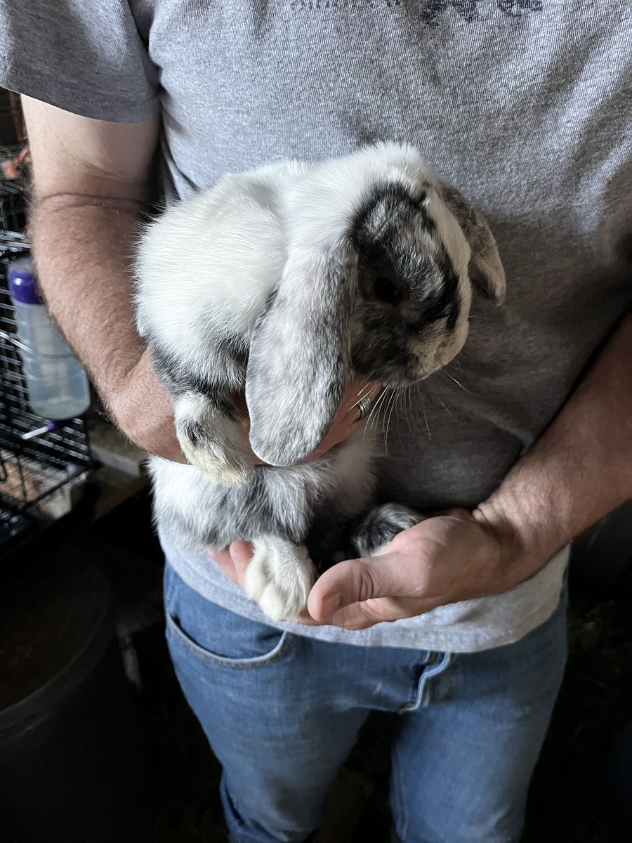Baby Lop Bunnies