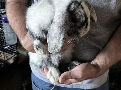 Baby Lop Bunnies