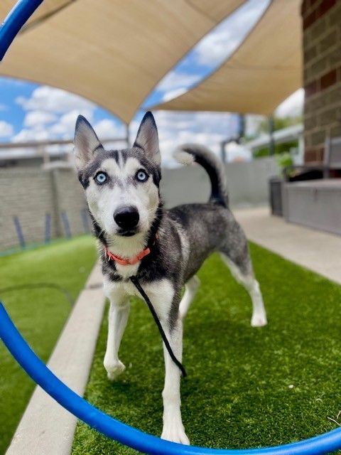 A161724 Lia is Available for Adoption!